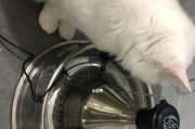 猫咪饮水机维修指南（解决您猫咪饮水机问题的实用方法）