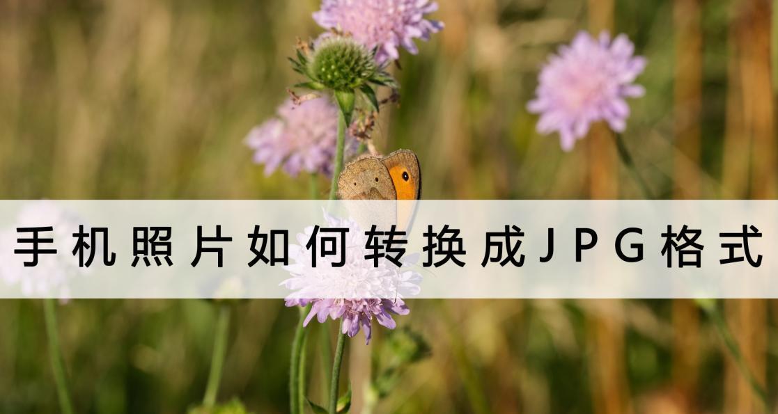 从手机照片到JPG格式（简单操作，一键转换，手机照片变成JPG文件格式的秘籍）