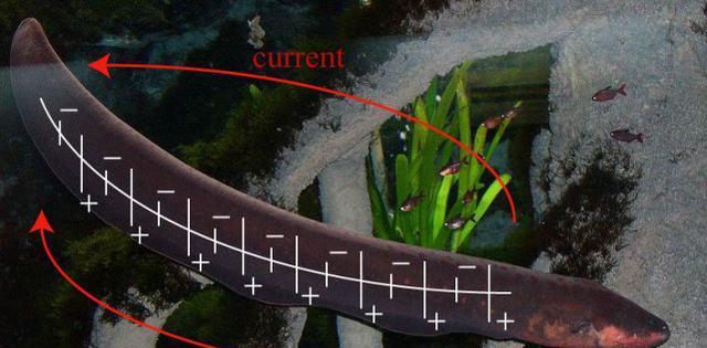 电鳗为什么会放电能电死人吗（揭秘电鳗放电的真相及相关问题）